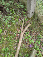IMG_20250601_113448.jpg