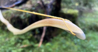 IMG_4540.jpeg