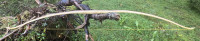 IMG_4539.jpeg