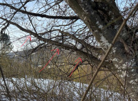 Hainbuchenast am Stamm