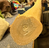 gammel.jpg (218.58 KiB) 29553 mal betrachtet die Gammelstelle unter Holzleim (das dunkle rund um den Markkanal)
