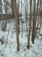 Der Linke Stamm war es (Ulme)