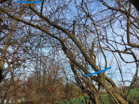 im Strauch (Copy).jpg (534.92 KiB) 2180 mal betrachtet diesen oberen Teil eines Stämmchens hab ich ausgewählt