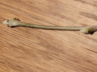 Knospe (Copy).jpg (221.33 KiB) 2180 mal betrachtet Knospe