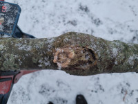 eingewachsener Totast (Copy).jpg (189.97 KiB) 2180 mal betrachtet die Stelle wird interessant zu integrieren.