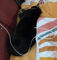 Der Kater liegt bei dem Wetter nur faul herum, ich versuche es einmal mit Aufladen