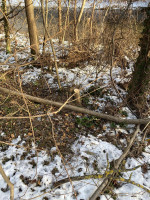 Robinie liegt im Auwald