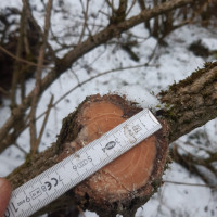 Holler abgeschnitten