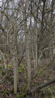 Holler Habitat