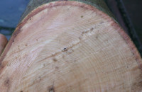 Jahresringe - Esche.jpg