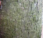 und nochmal ein Bild von der Rinde