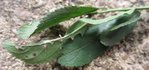 Blatt 2.JPG