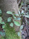 Blatt Baum 2.JPG