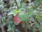 Stumpf Blatt 2.JPG