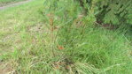 baum