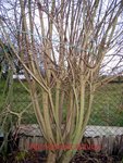 Kandidat #1: Perückenstrauch (Cotinus coggygria) - kennt sich jemand schon mit dem Holz aus?