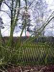 Kandidat #4: Hasel - Corylus avellana (auf dem ganzen Grundstück steht wahrhaftig nur ein einziger Haselstrauch..)