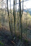Es ist der Baum, in dem die Säge steckt