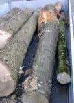 CIMG0965.jpg
