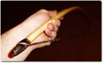 ...der Bogenbogen und untere Nock