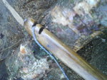 Nock