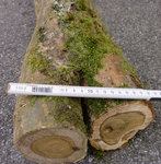 CIMG0972.jpg