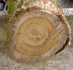 CIMG0973.jpg