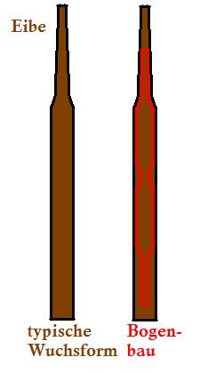 Eibenmoelle.JPG