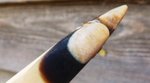 Esche und Ulme 2012-06-22 002.JPG