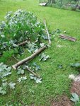 Baum zerlegt...