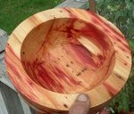 red flame elder (5).JPG