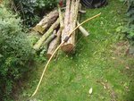 Mein Neuer :) auf einem Haufen Eibe (leider nicht so tauglich)