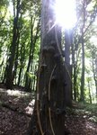 unser Pausenbaum