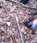 mit Ansage 1 cm dicken Ast 1 Pfeil VOLLTREFFER durchtrennt