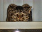 Katze Monitor 11a.jpg