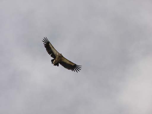 Greifvogel.jpg