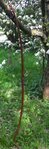 Exus Hickory (ELB) 190cm 47#@28&quot;Dragon