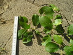 Viele Blätter klein ,Knospen gross