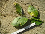 Wenige Blätter gross , Knospen klein