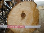 Anschnitt Stamm 1