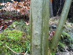 saplinge002.jpg (151.95 KiB) 5391 mal betrachtet Esche