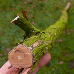 pfeifenstrauch.abbeschniddn.JPG