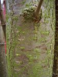 CIMG3260.JPG (412.26 KiB) 5078 mal betrachtet Rinde