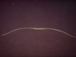 DSC00010.JPG