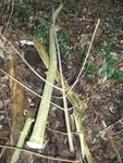 ...die Krone, geformt wie ein Tannenbaum...<br />Naja, zum. so ähnlich... ;-)
