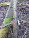 Wildpflaume, vermutlich Kirschpflaume