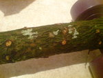 DSC05081.JPG