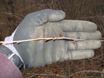 Knospen