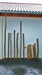 3 x Pfaffenhütchen / 4 x Holler / 6 x Ulme-Billets