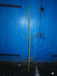 130111_Korbweide3.jpg